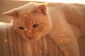 Thai White with red marks blue-eyed cat lies in the rays of the setting sun Royalty Free Stock Photo