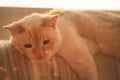 Thai White with red marks blue-eyed cat lies in the rays of the setting sun Royalty Free Stock Photo