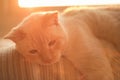 Thai White with red marks blue-eyed cat lies in the rays of the setting sun Royalty Free Stock Photo