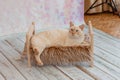 Thai cat with blue eyes lies on small wooden bed with faux fur blanket