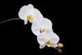 Thai white vanda orchid