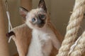 Thai or Wichien Maat kitten plays hunts on beige soft kitty hammock background. 6 weeks old Purebred Siamese cat with blue almond-