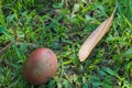 Thai wild brown fruit fallen from the tree and laying on the grass. Royalty Free Stock Photo