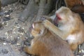 Thai wild brown monkeys cleaning body each other Royalty Free Stock Photo