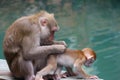 Thai wild red face mommy and baby monkey sitting near the river