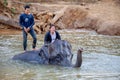 Thai woman ride an elephant to take a bath at the river Kwae in Kanchanaburi elephant camp site with elephant mahout. Kanchanaburi