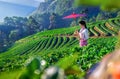 Thai woman visit strawberry farm with sunrise at Doi Ang Khang , Chiang Mai, Thailand Royalty Free Stock Photo