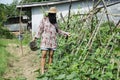 Thai women harvest agriculture Vigna unguiculata subsp. sesquipedalis Royalty Free Stock Photo