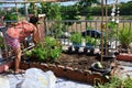 Thai women people working hobby small gardening growing tree fruits vegetables and cultivating herb plants horticulture in gardens