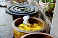 Thai women tie batik dyeing yellow natural color made from turmeric plant