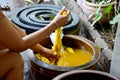 Thai women tie batik dyeing yellow natural color made from turmeric plant