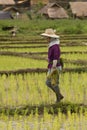 Thai women working in the rice field Royalty Free Stock Photo