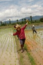 Thai women working in the rice field Royalty Free Stock Photo