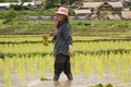 Thai women working in the rice field Royalty Free Stock Photo