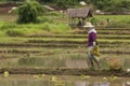 Thai women working in the rice field Royalty Free Stock Photo