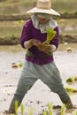 Thai women working in the rice field Royalty Free Stock Photo