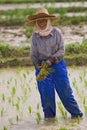 Thai women working in the rice field Royalty Free Stock Photo