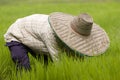 Thai women working in the rice field Royalty Free Stock Photo