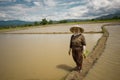 Thai women working in the rice field Royalty Free Stock Photo