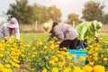 Thai worker or gardener keeping Marigold flower in field at northern of Thailand