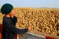 Thai worker pick up potatoes