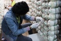 Thai worker is picking mushrooms