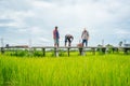 Thai workers building concrete walkway in green rice field