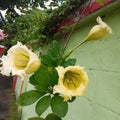 Thai yellow bell flower Solandra Royalty Free Stock Photo