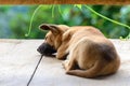 Thai young dog sleeping on wooden floor Royalty Free Stock Photo