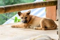 Thai young dog sleeping on wooden floor Royalty Free Stock Photo