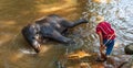 Thai young elephant was take a bath with mahout