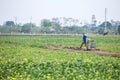 THAIBINH, VIETNAM - Dec 01, 2017 : Farmers working on a yellow flower field improvements. Thai Binh is a coastal province in the