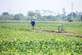 THAIBINH, VIETNAM - Dec 01, 2017 : Farmers working on a yellow flower field improvements. Thai Binh is a coastal province in the