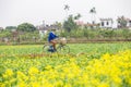 THAIBINH, VIETNAM - Dec 01, 2017 : Farmers working on a yellow flower field improvements. Thai Binh is a coastal province in the