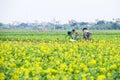 THAIBINH, VIETNAM - Dec 01, 2017 : Farmers working on a yellow flower field improvements. Thai Binh is a coastal province in the