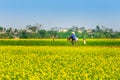 THAIBINH, VIETNAM - DECEMBER 31, 2014 - Rural landscape with nice blooming Wintercress fields.