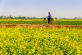 THAIBINH, VIETNAM - DECEMBER 31, 2014 - Rural landscape with nice blooming Wintercress fields.