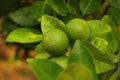 Thaiherb Green lemon Royalty Free Stock Photo