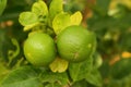 Thaiherb Green lemon Royalty Free Stock Photo