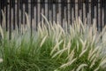 Thailand, Abstract, Agricultural Field, Backgrounds, Beauty Royalty Free Stock Photo