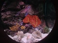 Thailand Aquarium Coral porthole view