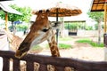 Thailand, Ayuttaya- May 16 2022. close up beautiful Giraffe head over wooden fence.