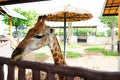 Thailand, Ayuttaya- May 16 2022. close up beautiful Giraffe head over wooden fence