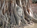 Old tree Buddha stone sculpture. Wisdom and pray Royalty Free Stock Photo