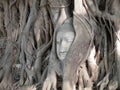 Old tree Buddha stone sculpture. Wisdom and pray Royalty Free Stock Photo