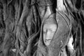 Thailand, Ayutthaya. Old tree Buddha stone sculpture. Wisdom and pray Royalty Free Stock Photo