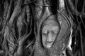 Thailand, Ayutthaya. Old tree Buddha stone sculpture. Wisdom and pray Royalty Free Stock Photo