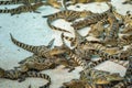 Thailand Baby Crocodile looking