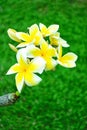 Thailand beautiful yellow and white frangipani green background.