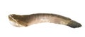 Thailand big snakehead fish isolated on white background Royalty Free Stock Photo